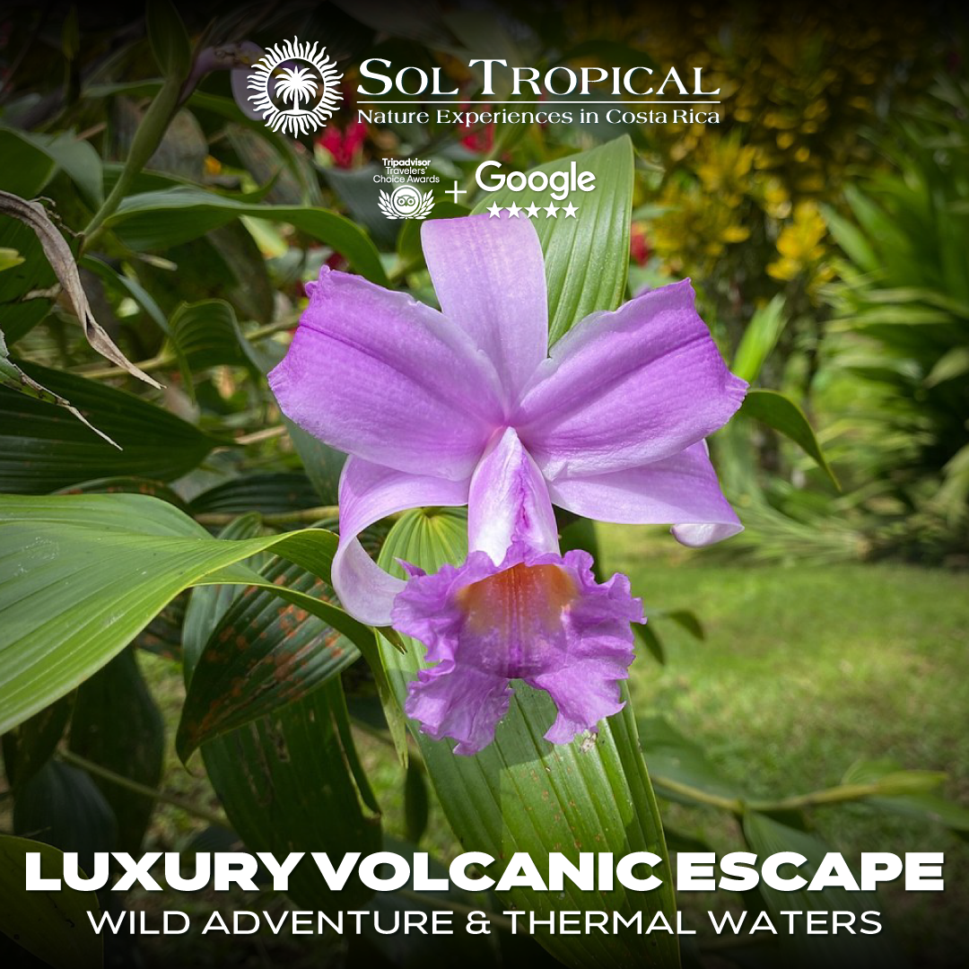 LUXURY VOLCANIC ESCAPE: WILD ADVENTURE & THERMAL WATERS - Image 7