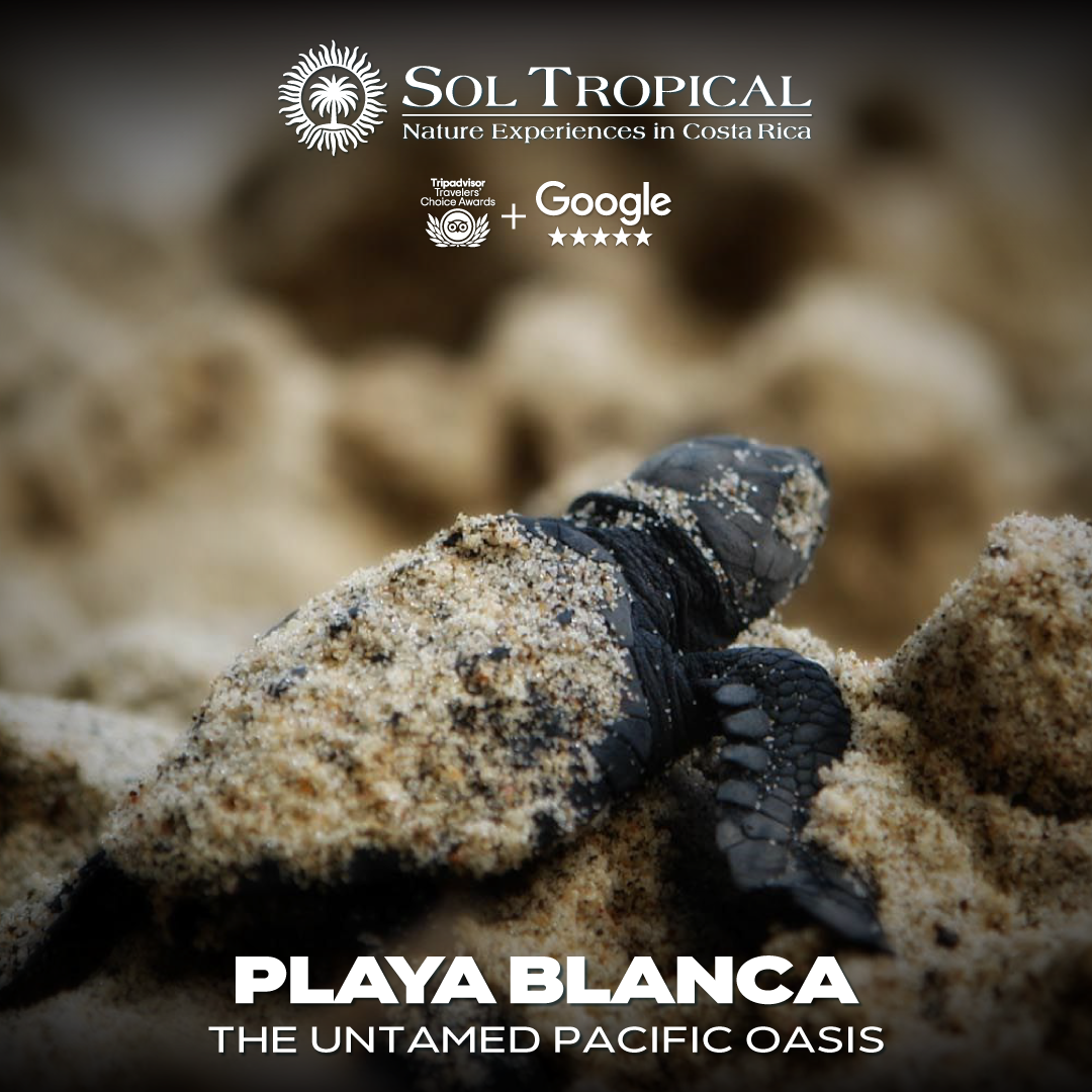 PLAYA BLANCA - THE UNTAMED PACIFIC OASIS - Image 9